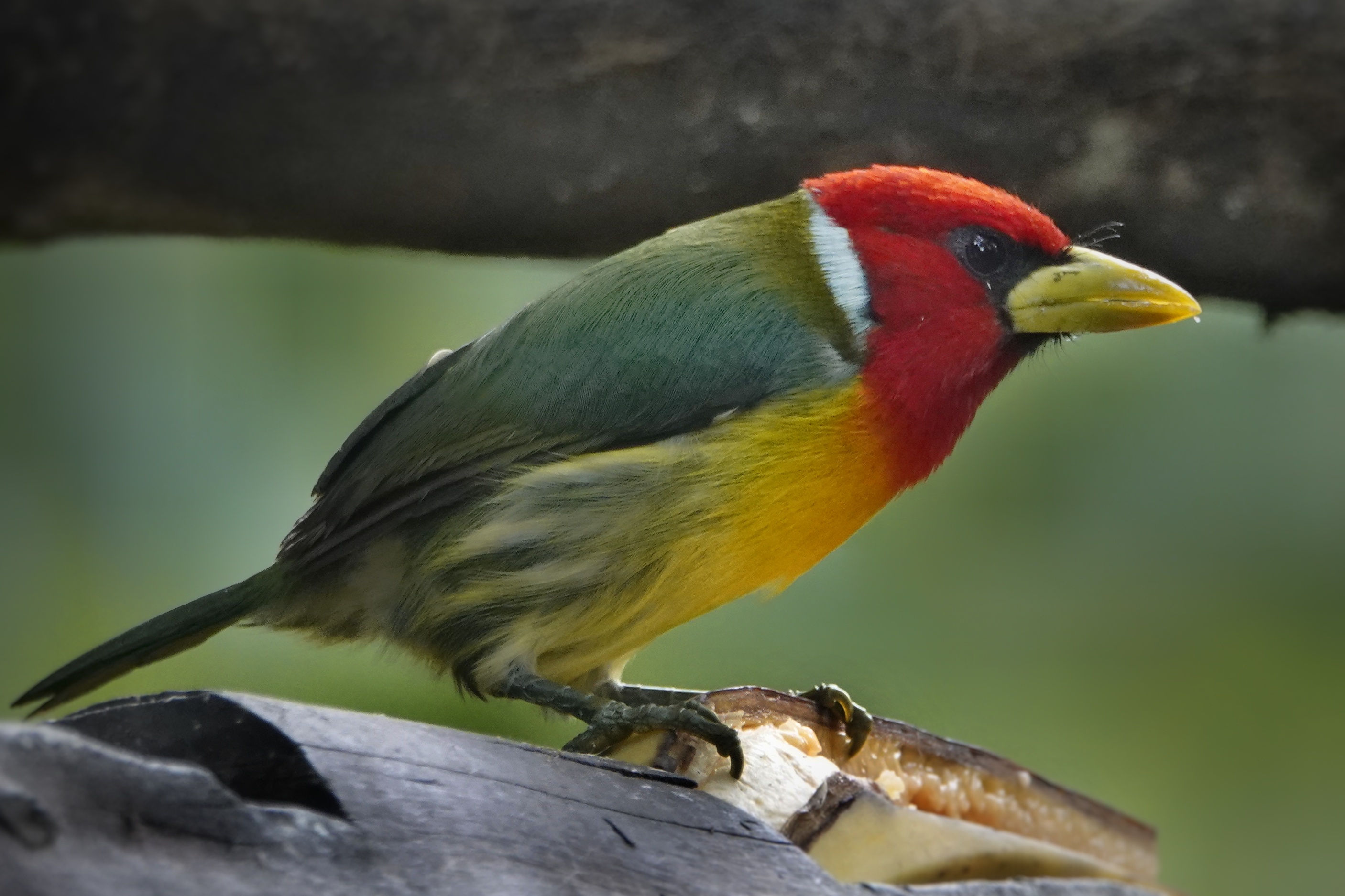 Toucanet